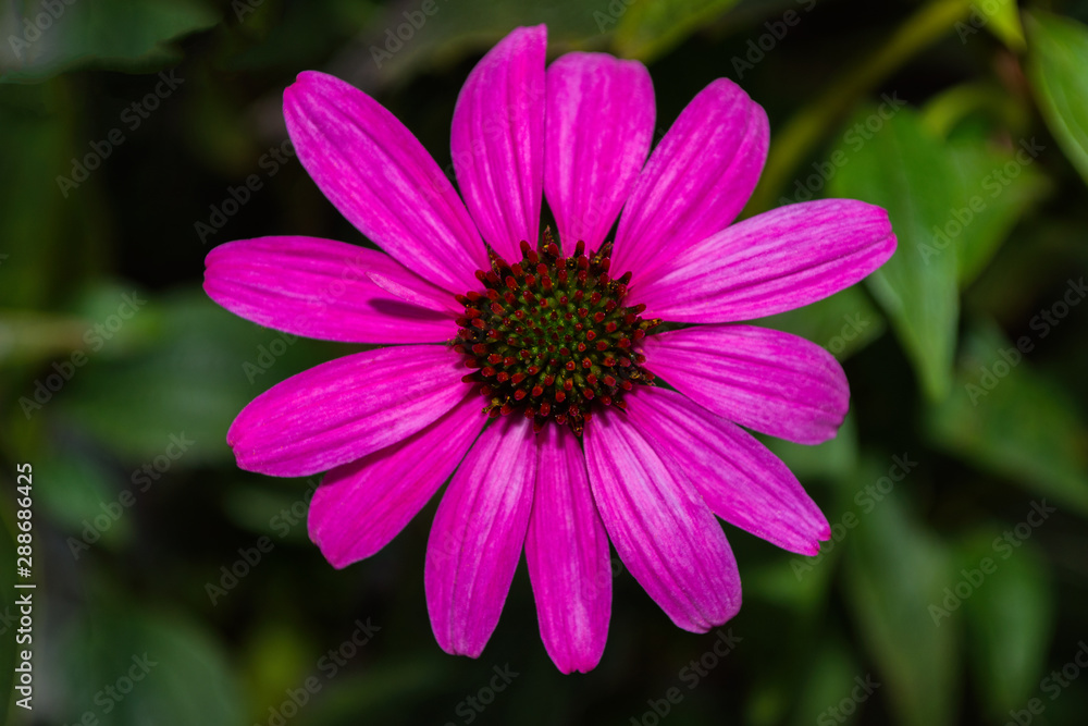 Flowers of Purples Echinacea in the Park. Echinacea flower against soft green bokeh background. Soft selective focus. Echinacea close up.