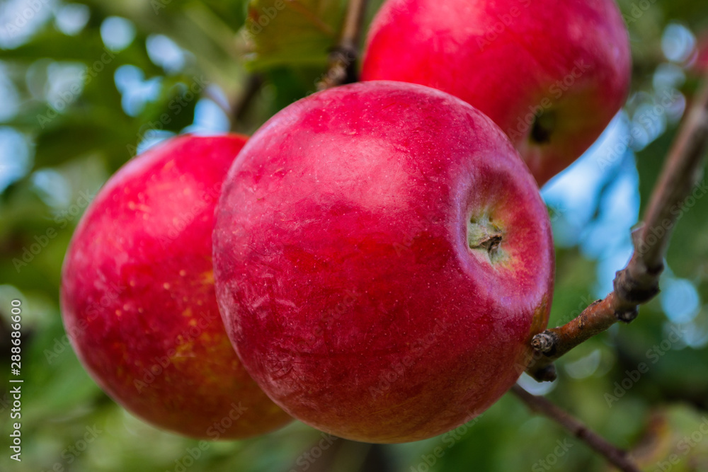 Red ripe apples on a branch ready to be harvested. Fresh red apples on tree in summer garden. Red apples on tree close up. Soft selective focus. Red ripe apples on a branch ready to be harvested. Fresh red apples on tree in summer garden. Red apples on tree close up. Soft selective focus.