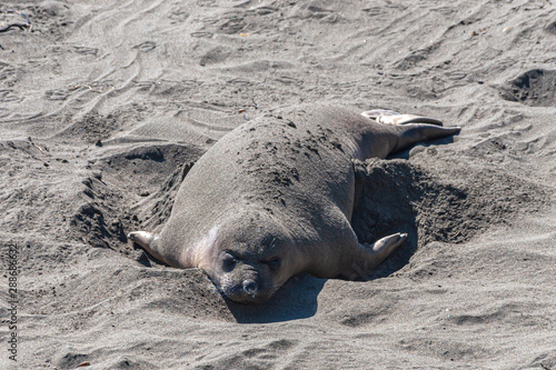 Elephant seals basking in the sun on a California beach
