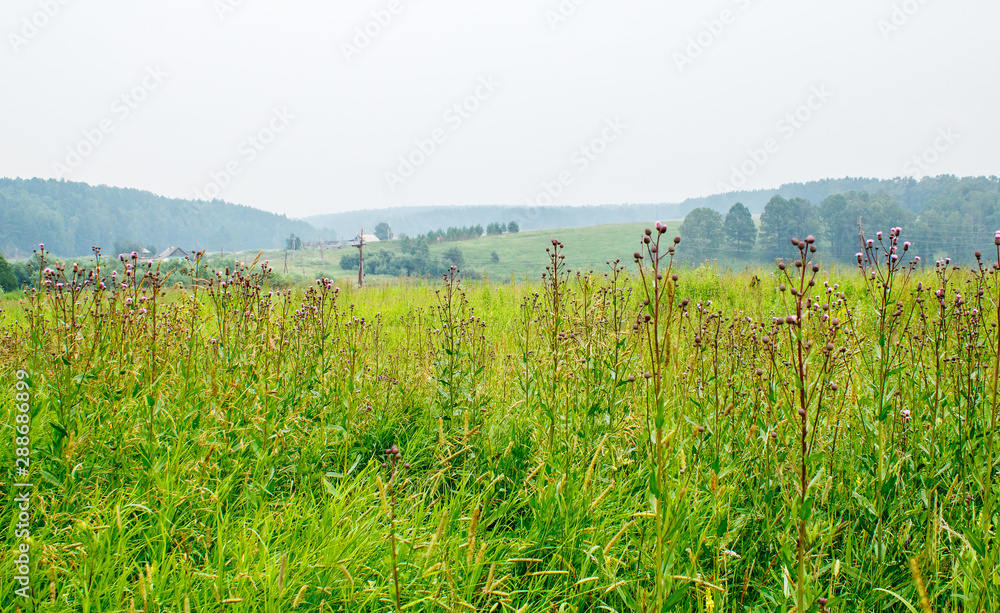 landscape field and hills in summer