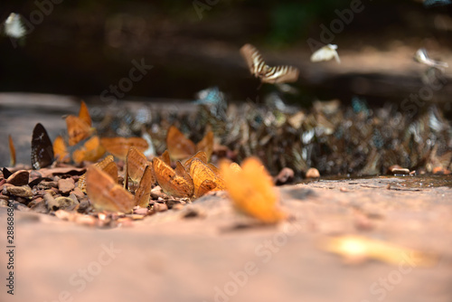 Beautiful of butterflies in forest © mnonchan