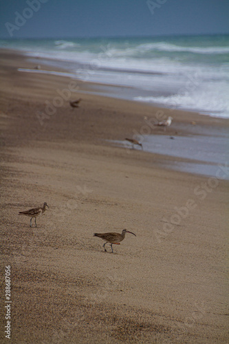 Sandpipers on the shoreline © nigelfrench
