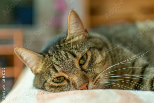 the cat is sick and lies sad at home on a plaid