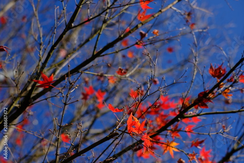                                                  Japanese Autumn leaves7