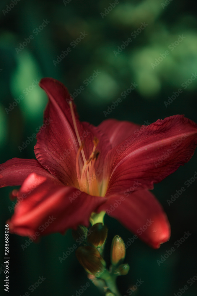 closeup of flower