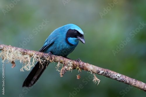 Turquoise Jay - Cyanolyca turcosa, beautiful blue jay from Andean slopes, Guango Lodge, Ecuador.