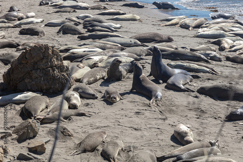 Elephant seals basking in the sun on a California beach