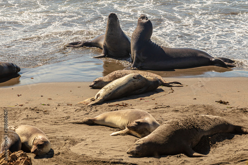 Elephant seals basking in the sun on a California beach