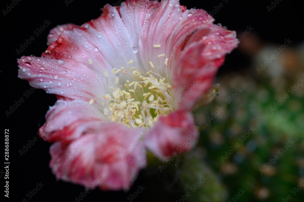 The flower of the cactus The flower of the cactus