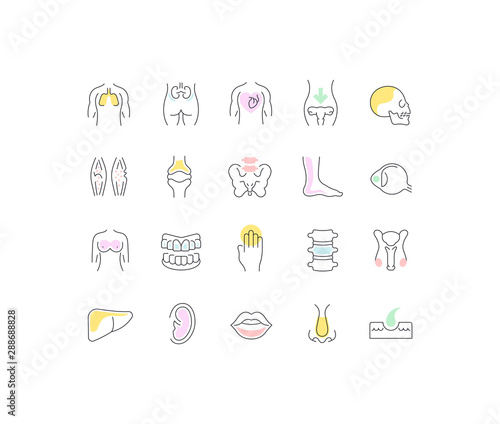 Set Vector Line Icons of Anatomy