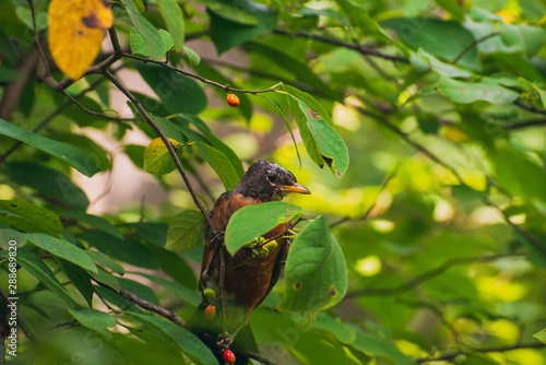 robin in a spicebush with berries
