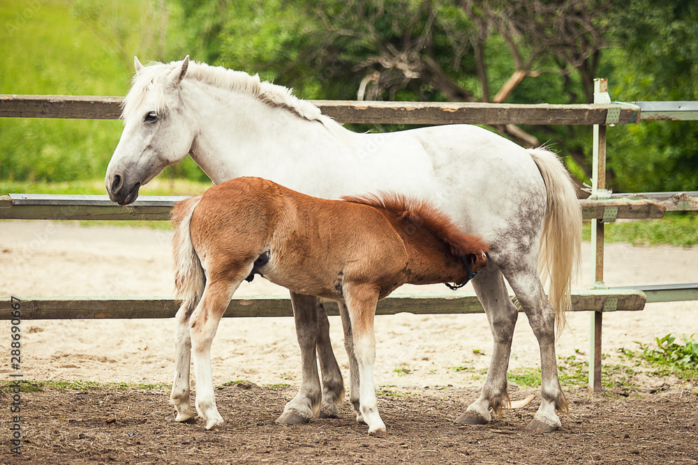 White horse and brown foal at the farm White horse and brown foal at the farm
