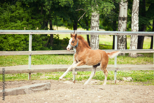 Brown foal os running