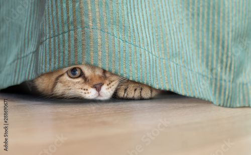 funny cat hidden under curtain photo