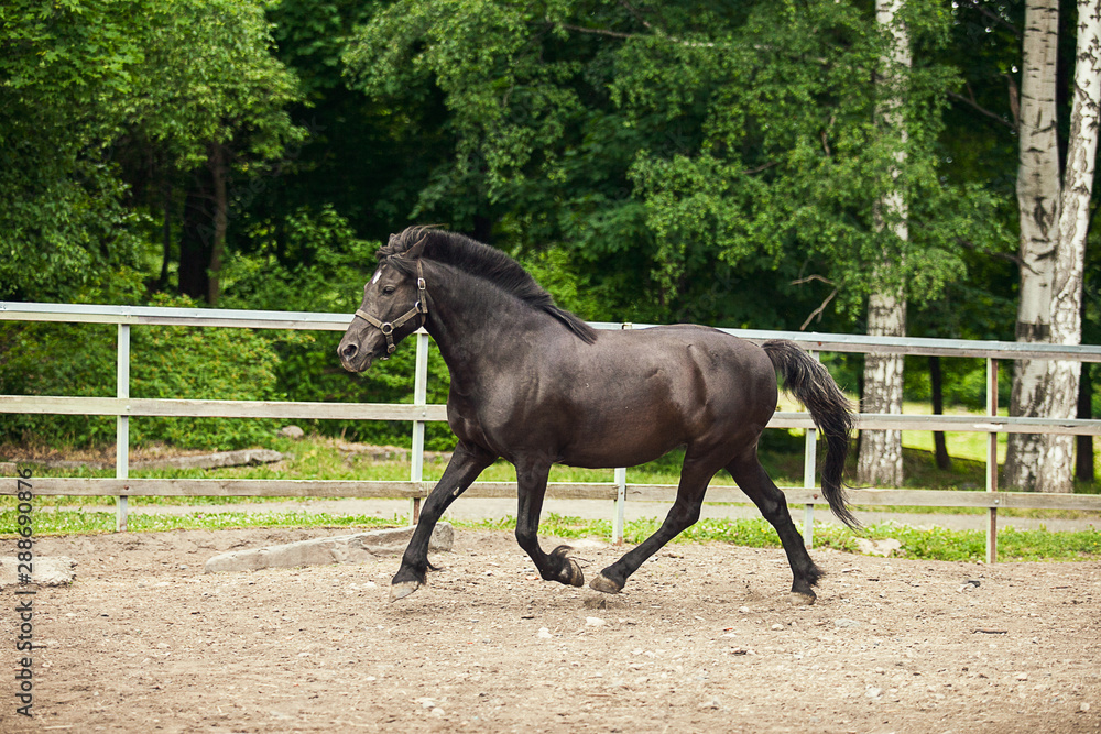 Fototapeta premium Black horse is running
