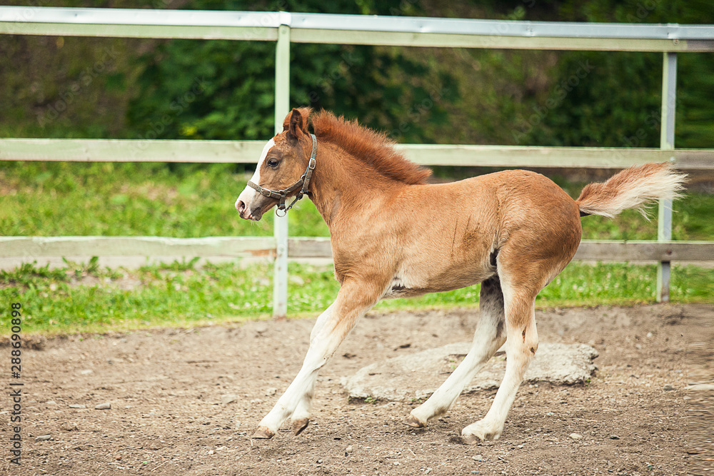 Fototapeta premium Brown foal running