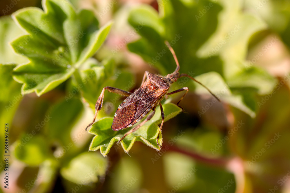Agricultural pest forest American bug sitting on a leaf of a plant. Insect pests, life-threatening bugs Agricultural pest forest American bug sitting on a leaf of a plant. Insect pests, life-threatening bugs