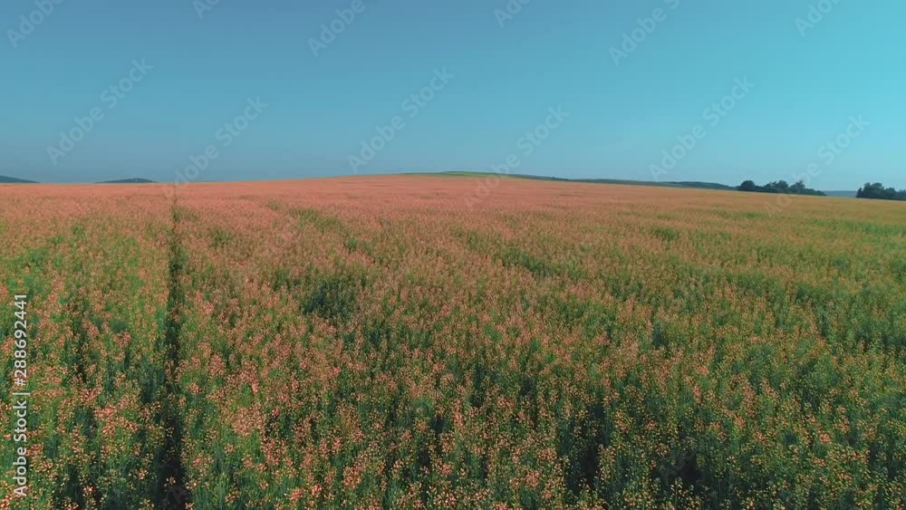 Low flight over green and red blosson at sunny summer day. 4K. Low flight over green and red blosson at sunny summer day. 4K.