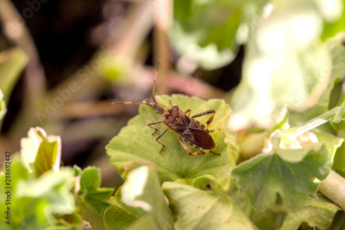 Agricultural pest forest American bug sitting on a leaf of a plant. Insect pests, life-threatening bugs