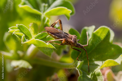 Agricultural pest forest American bug sitting on a leaf of a plant. Insect pests, life-threatening bugs © Aleksandr Lesik