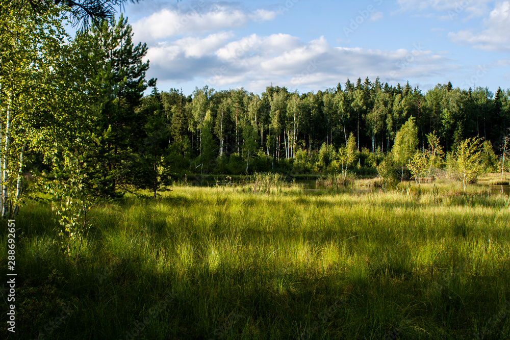 Natural background. Natural habitat. Plants in the frame. Natural background. Natural habitat. Plants in the frame.