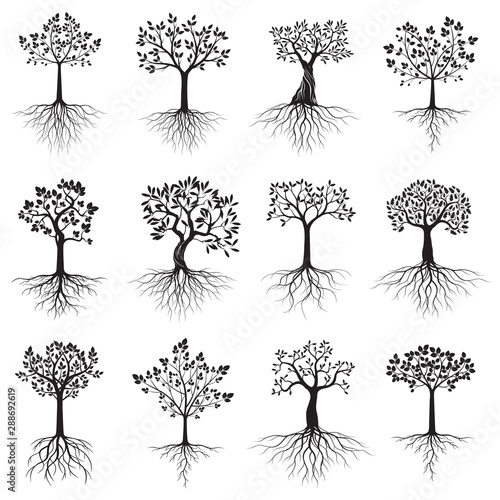 Black shape of Tree with Leaves and Roots. Vector Illustration.