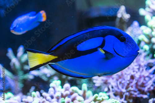 Tablou pe pânză blue tang fish in aquarium