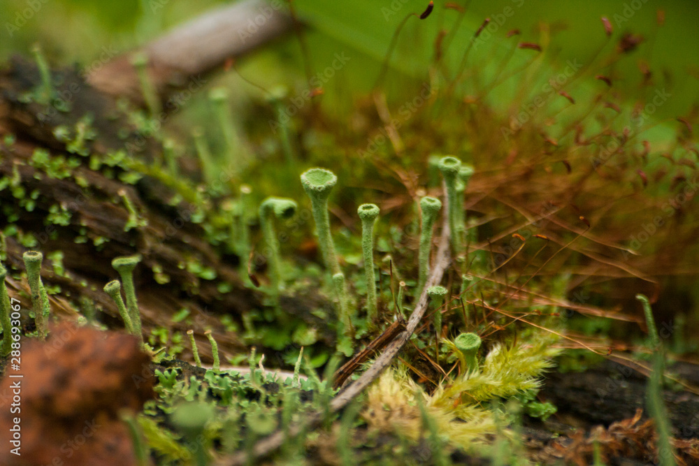 Natural background. Natural habitat. Plants in the frame.