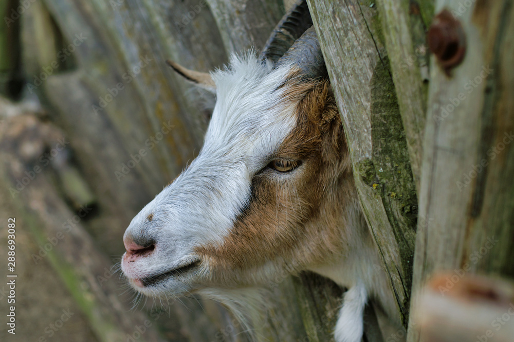 Cute Goat between wooden rungs, closeup Cute Goat between wooden rungs, closeup