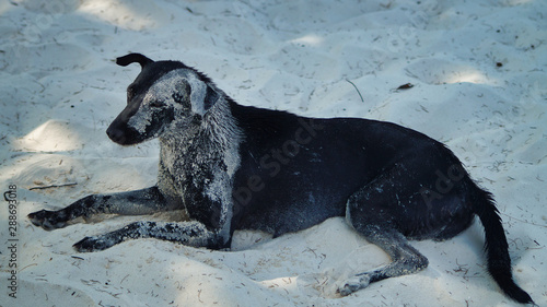 A dog with sand on fur lying on the sand on a beach, Koh Rong Island, Cambodia photo