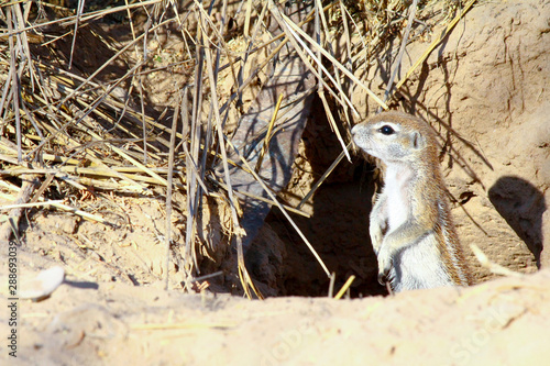 Cape ground squirrel (Xerus inauris) at burrow entrance photo