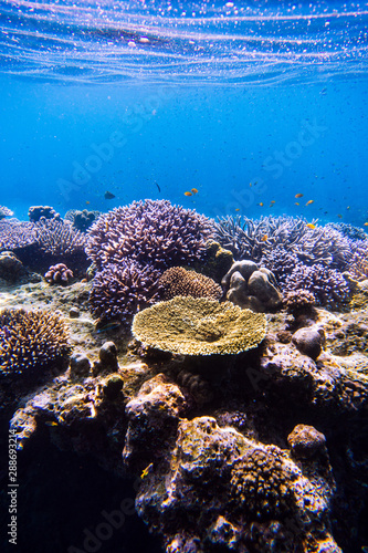 beautiful under water coral reef with tropical fish at Mu Ko Surin National park , Thailand 