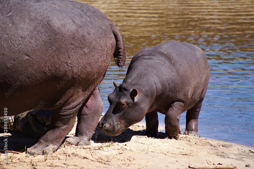 A baby hippo stays close beside its mother seeking protection from dangers such as crocodiles and other African predators. A baby hippo stays close beside its mother seeking protection from dangers such as crocodiles and other African predators.