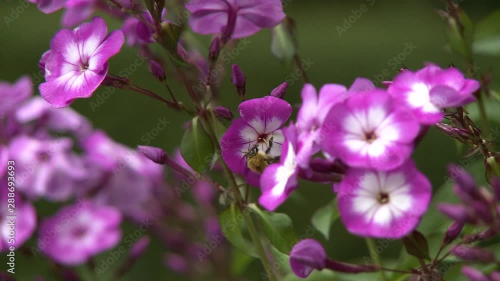 Steady, medium close up shot of a bumblebee pollinating a pink flower. Steady, medium close up shot of a bumblebee pollinating a pink flower.
