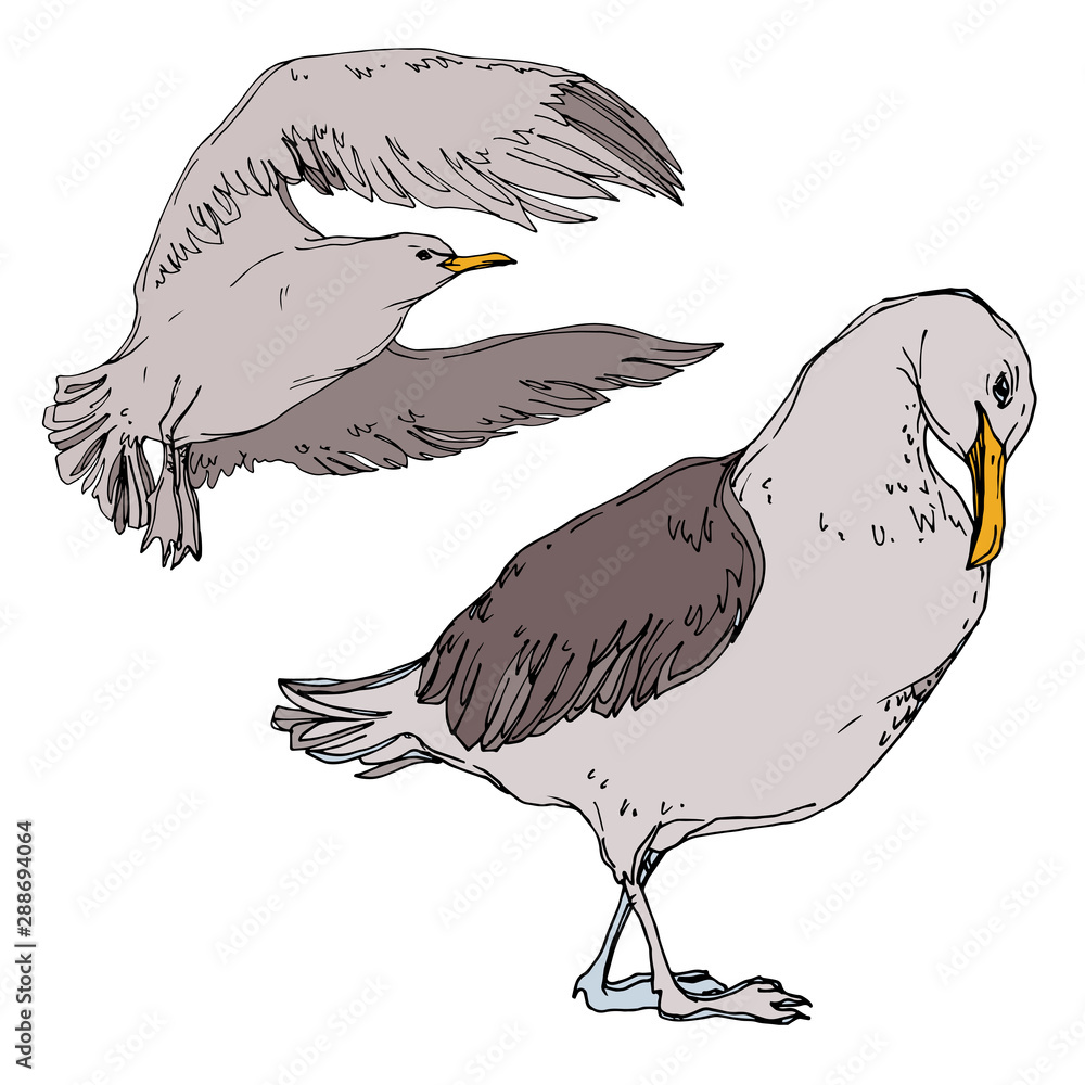 Naklejka premium Vector Sky bird seagull in a wildlife. Black and white engraved ink art. Isolated seagull illustration element.