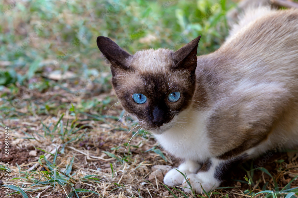 Tricolor cat on a stone wall close-up Tricolor cat on a stone wall close-up