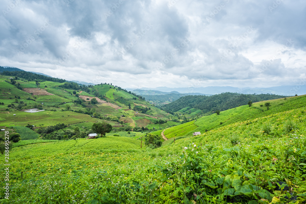 Corn farm plantation on hill landscape with Mountain View background Corn farm plantation on hill landscape with Mountain View background