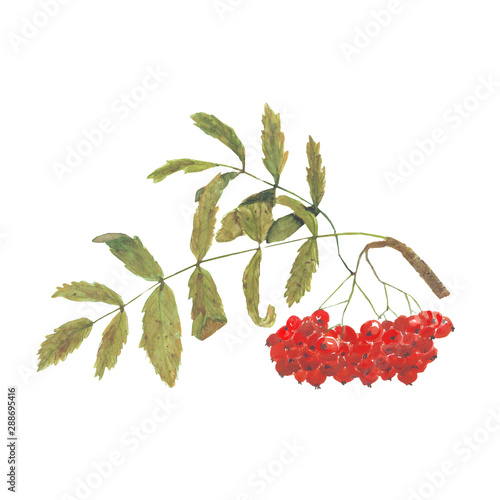 watercolor rowan branch with berries and leaves isolated on a white background. autumn theme.