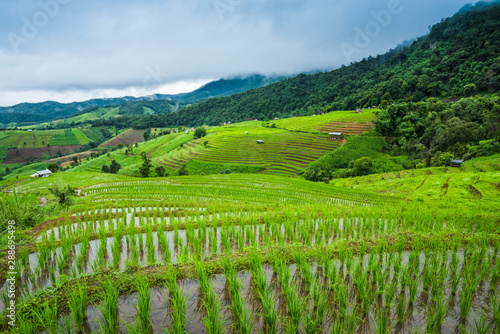 Paddy Rice Field Plantation Landscape with Mountain View Background