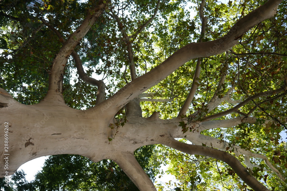 Fototapeta premium tree in park