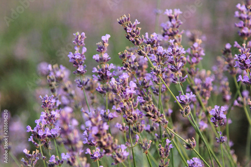 landscape lavender field 