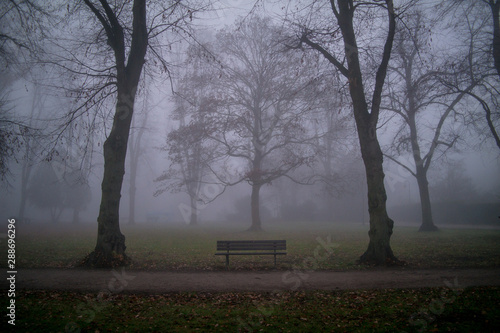 Foggy park scene, scary and dramatic view on the bank between trees with naked branches