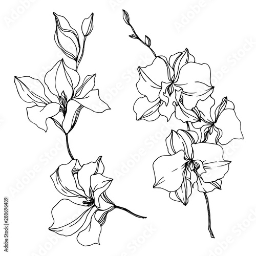 Vector Orchid floral botanical flowers. Black and white engraved ink art. Isolated orchids illustration element.