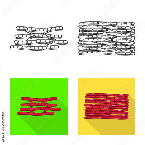 Isolated object of fiber and muscular sign. Collection of fiber and body vector icon for stock.