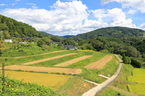 Rice terraces in Okayama, japn