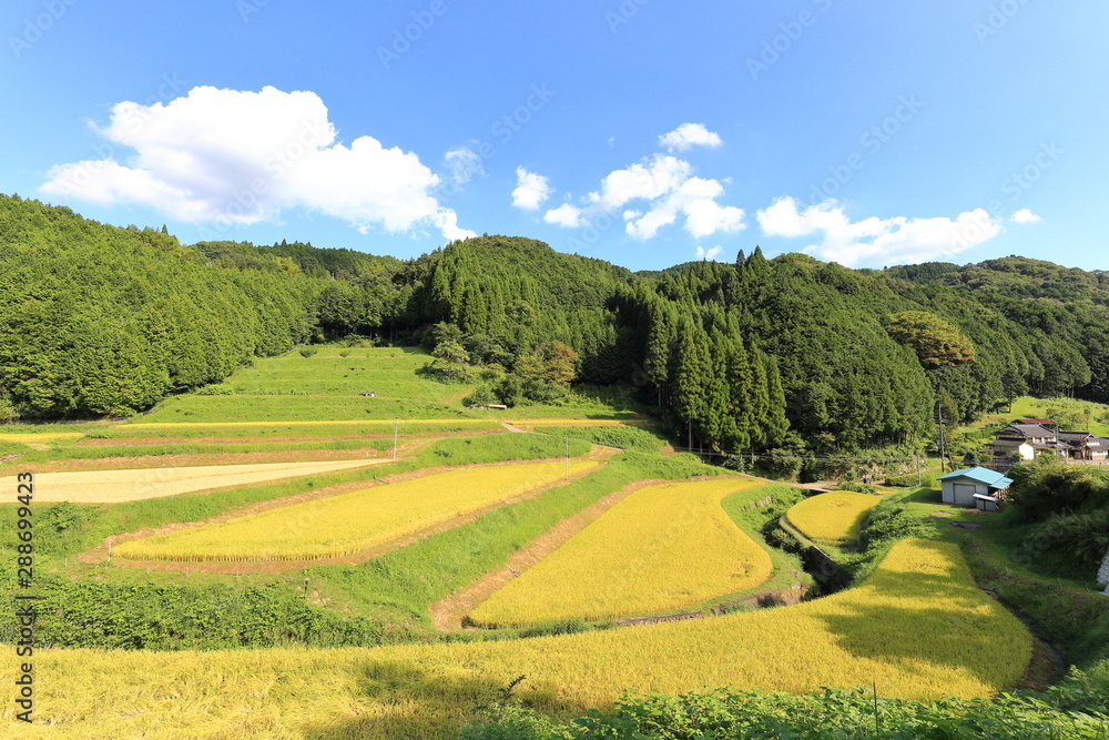 Obraz premium Rice terraces in Okayama, japn