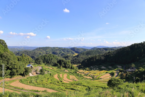 Rice terraces in Okayama, japn