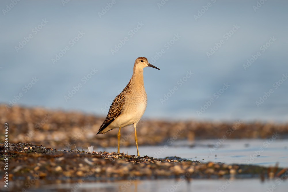 The ruff (Calidris pugnax) in winter plumage filmed in the rays of soft morning light. Close-up and detailed photo The ruff (Calidris pugnax) in winter plumage filmed in the rays of soft morning light. Close-up and detailed photo