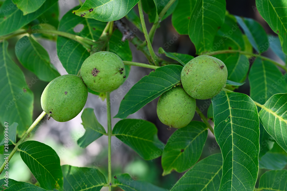 Green walnut fruits and green leaves on tree.