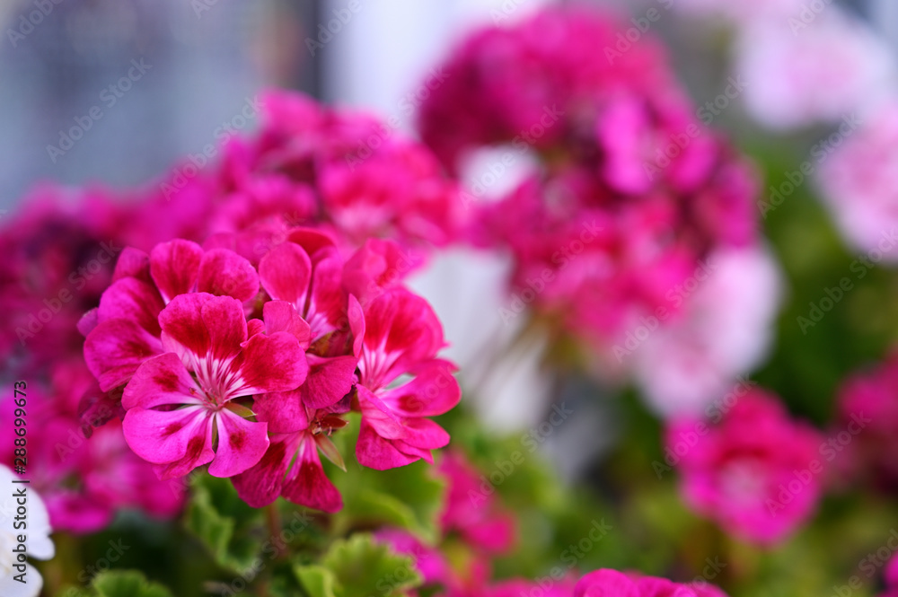 Pink geranium flowers in detail. Pink geranium flowers in detail.